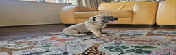 Mixed Breed dogs for sale: Cane Corso x Performance Mastiff  - Advert 31