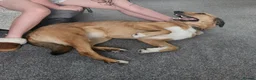 Mixed Breed dogs for adoption: Piglet is looking for a home! in Littleborough - Advert 9