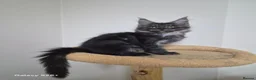 Maine Coon cats for sale: Registered and Licensed cattery - Advert 23