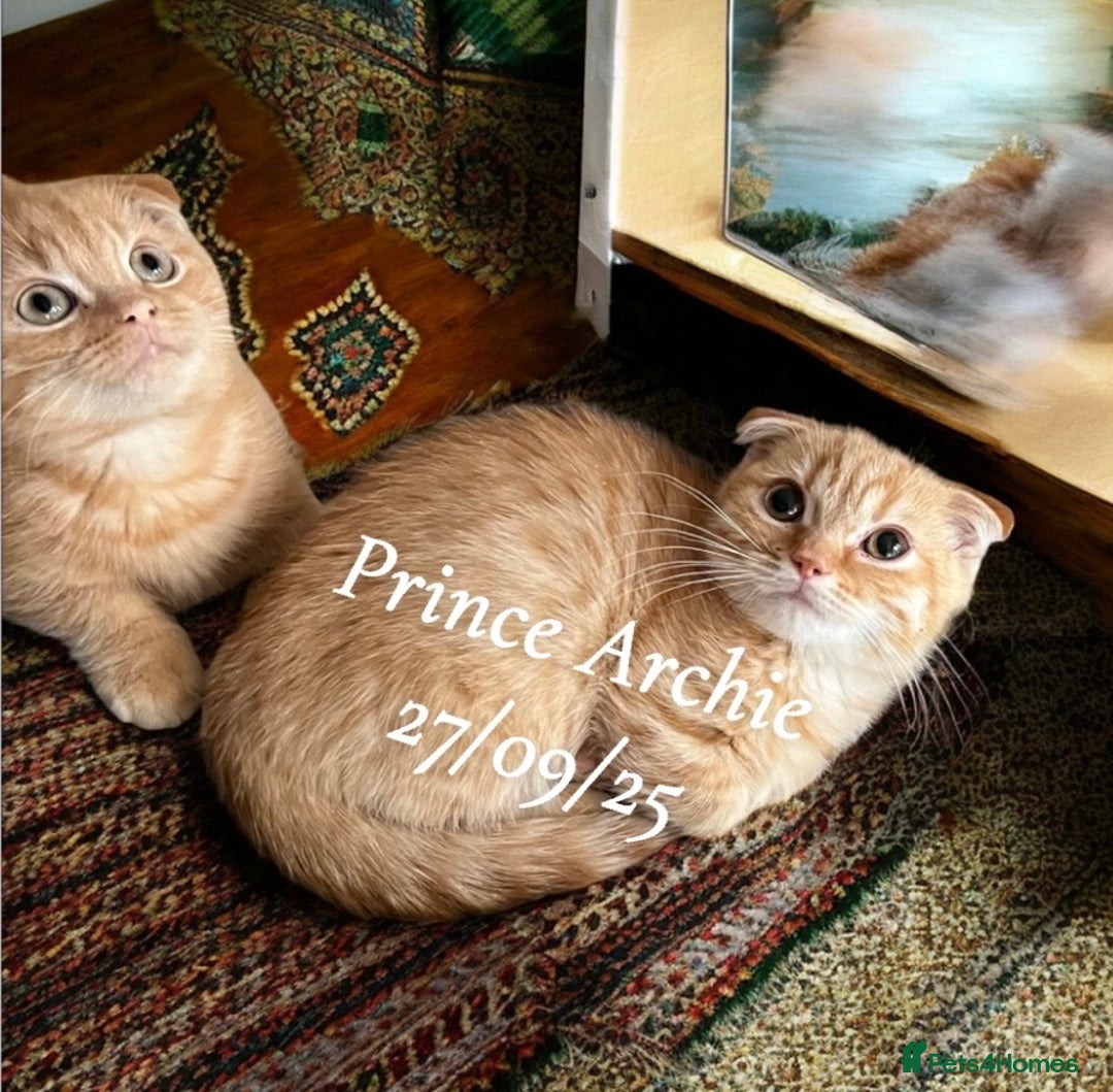 Munchkin cats for sale: Exceptional Quality & Extremely Rare Silver Minuet - Image 5