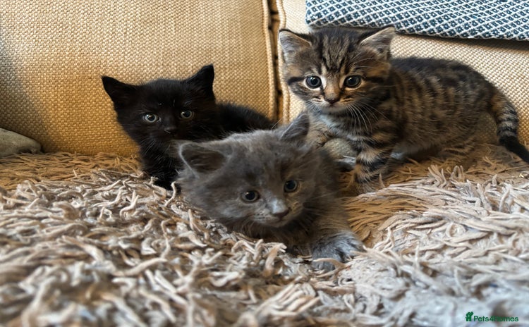 Mixed Breed cats - Advert 11