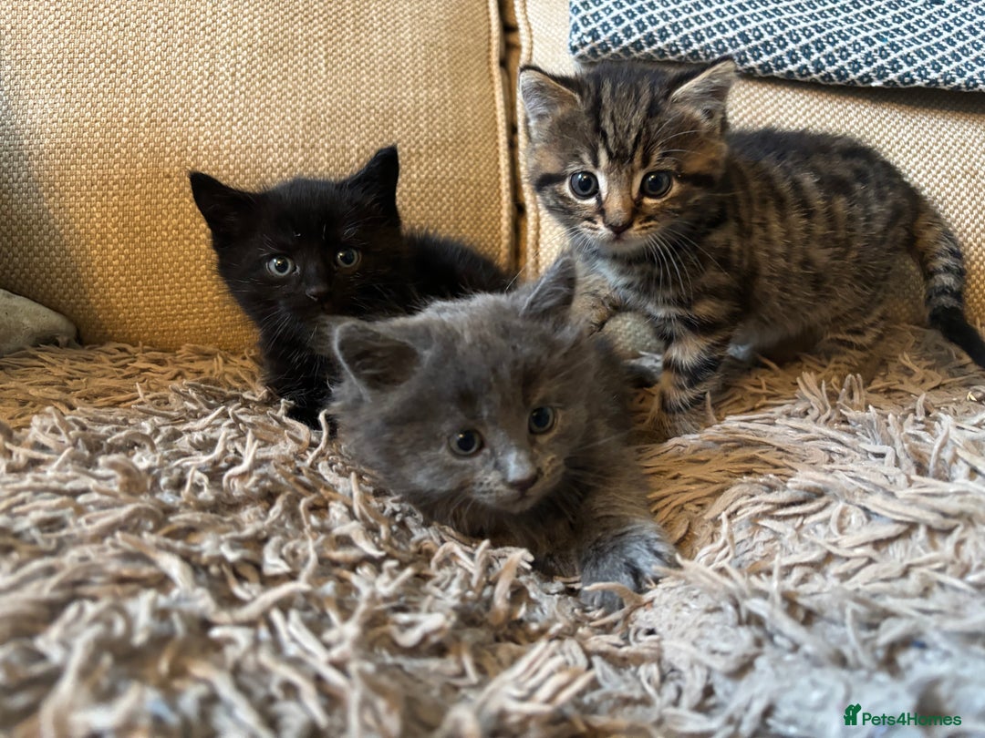 Mixed Breed cats for sale: 3 gorgeous kittens available  - Image 1