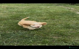 Cockapoo dogs for sale: F1 beautiful  cockapoo puppy’s  - Image 14