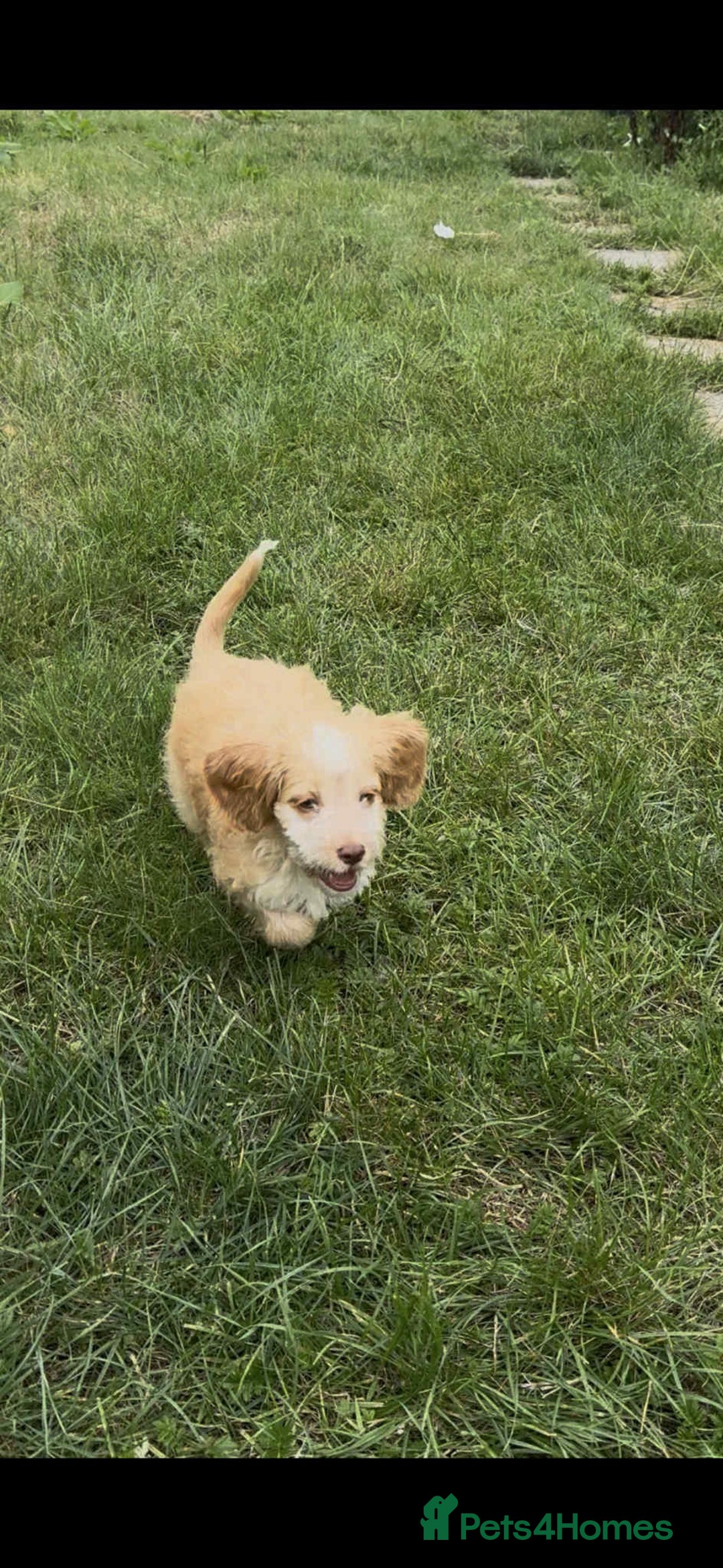 Cockapoo dogs for sale: F1 beautiful  cockapoo puppy’s  - Image 14
