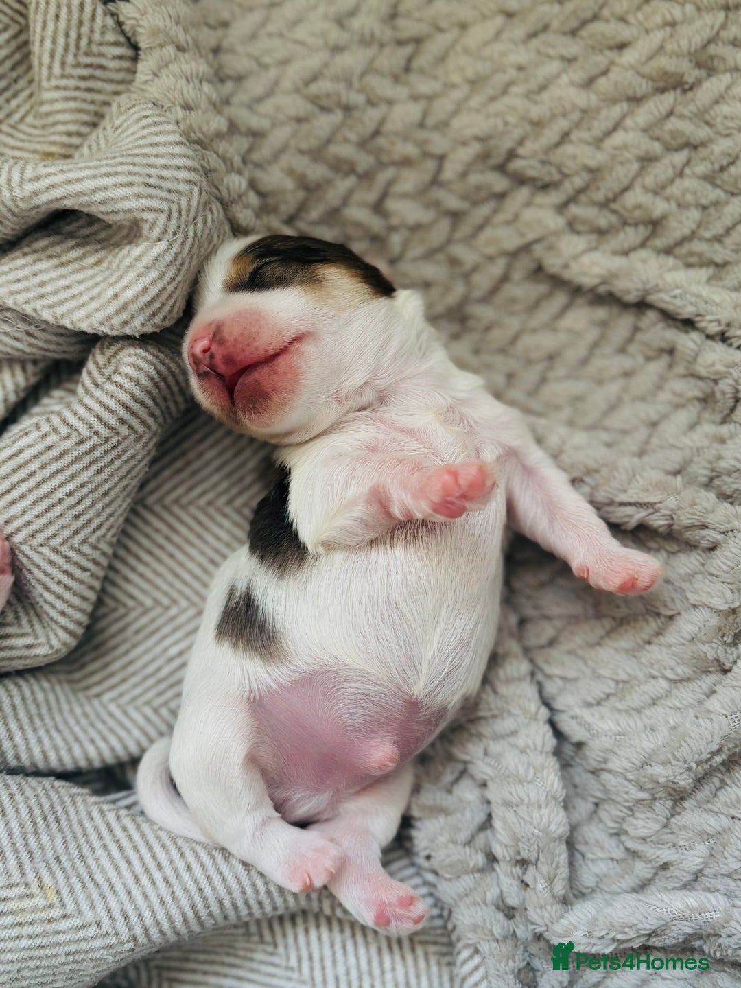 Yorkshire Terrier dogs for sale: ❤️Beautiful blue eyed Yorkshire terrier puppies❤️ - Advert 3