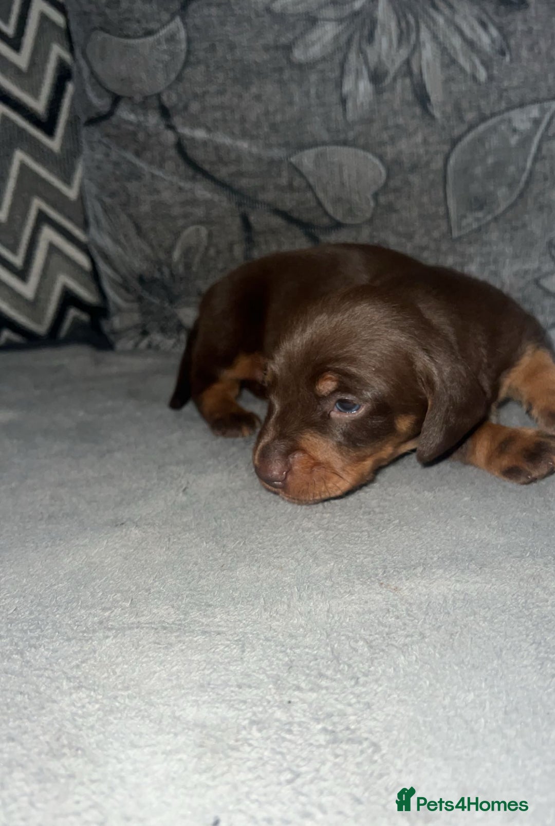 Miniature Dachshund dogs for sale: Mini dauchunds puppies - Advert 2
