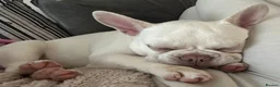 French Bulldog dogs for sale: 2 Year Old Platinum French Bulldog - Advert 5