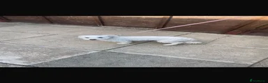 Poochon 1
