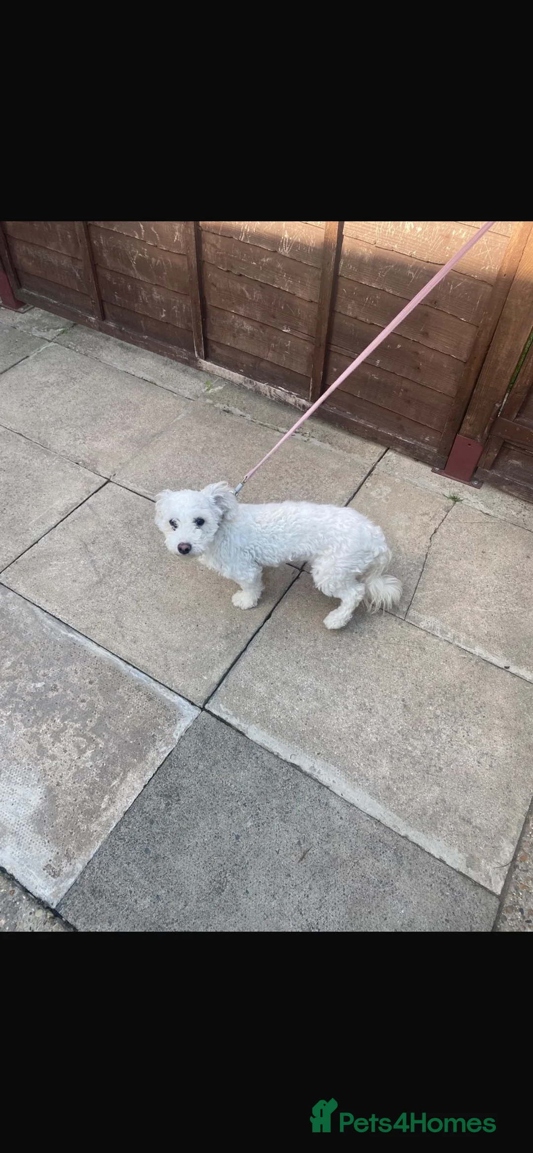 Poochon dogs for sale: Poochon for sale  - Advert 2