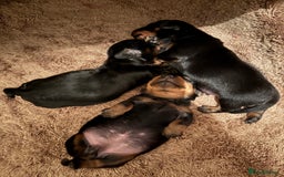 Miniature Dachshund dogs for sale: Miniature Dachshound puppies  - Image 1