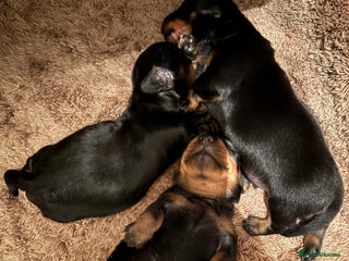 Miniature Dachshund dogs - Advert 1