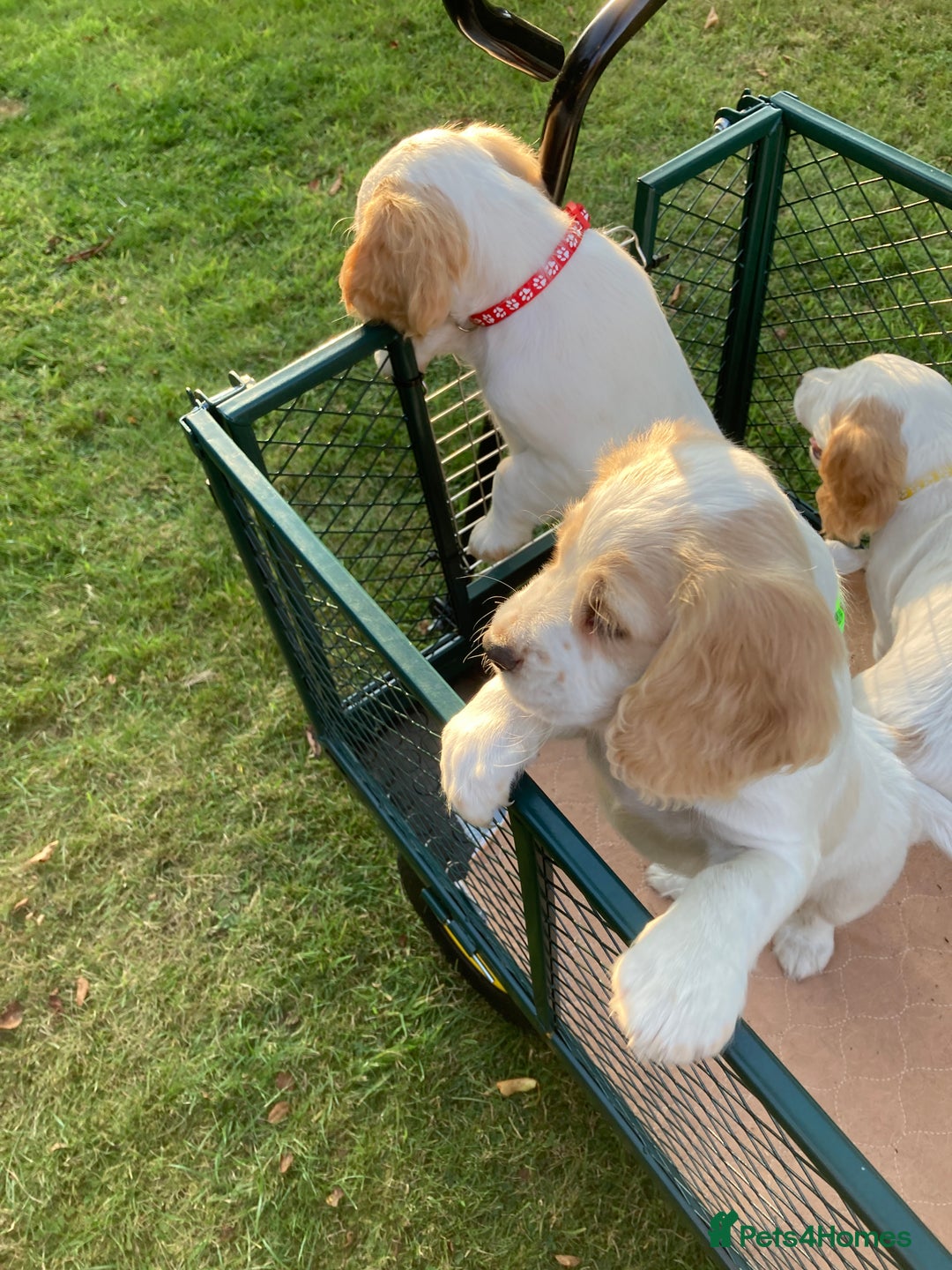 Cocker Spaniel dogs for sale: Cocker Spaniels, working type, KC reg, DNA clear - Image 7