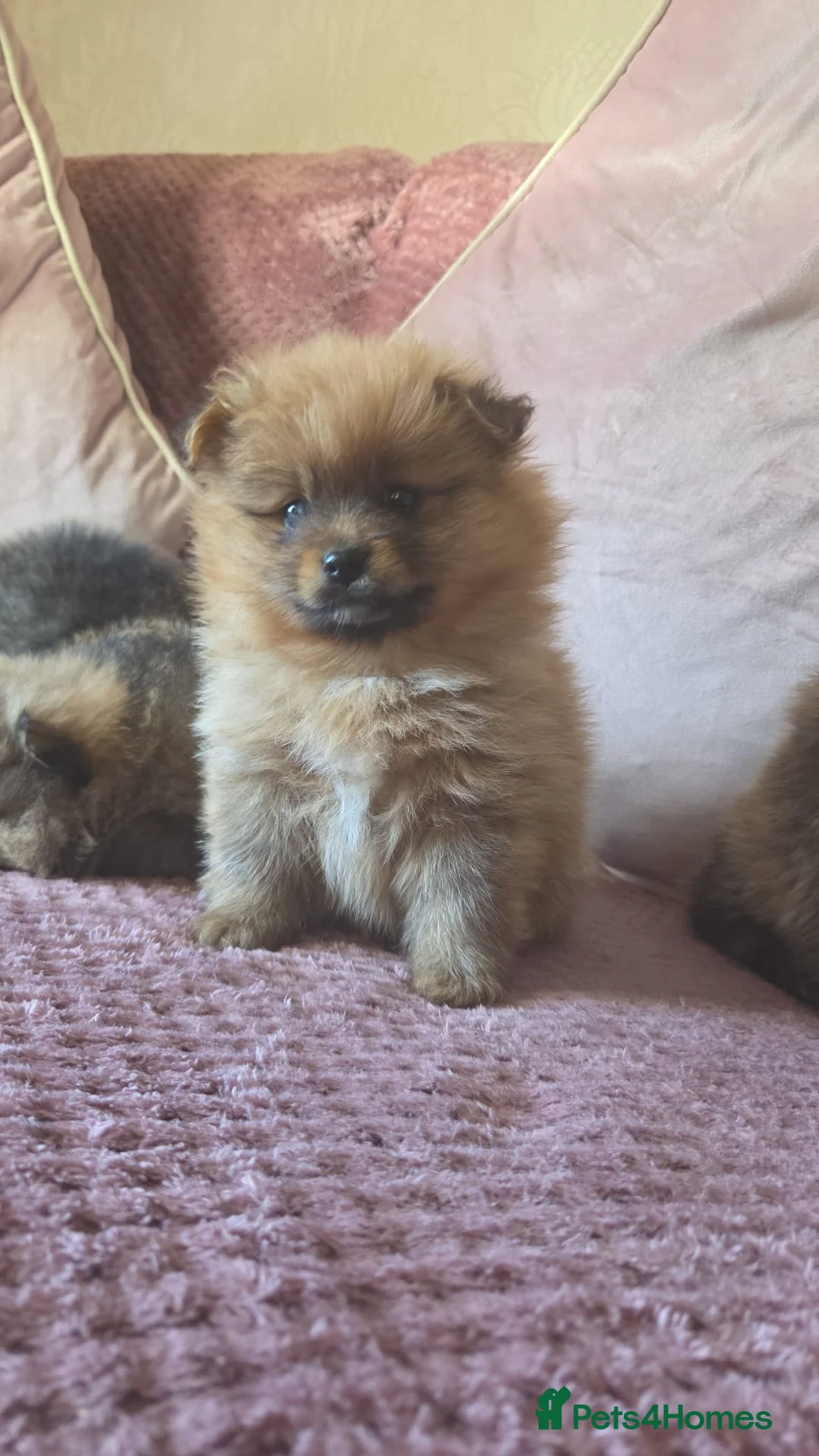 Pomeranian dogs for sale: TINY POM PUPPIES EXTENSIVELY HEALTH CHECKED in Manchester - Advert 5
