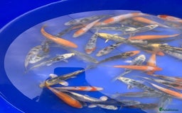 Koi Carp fish for sale: Koi Carp  - Image 6