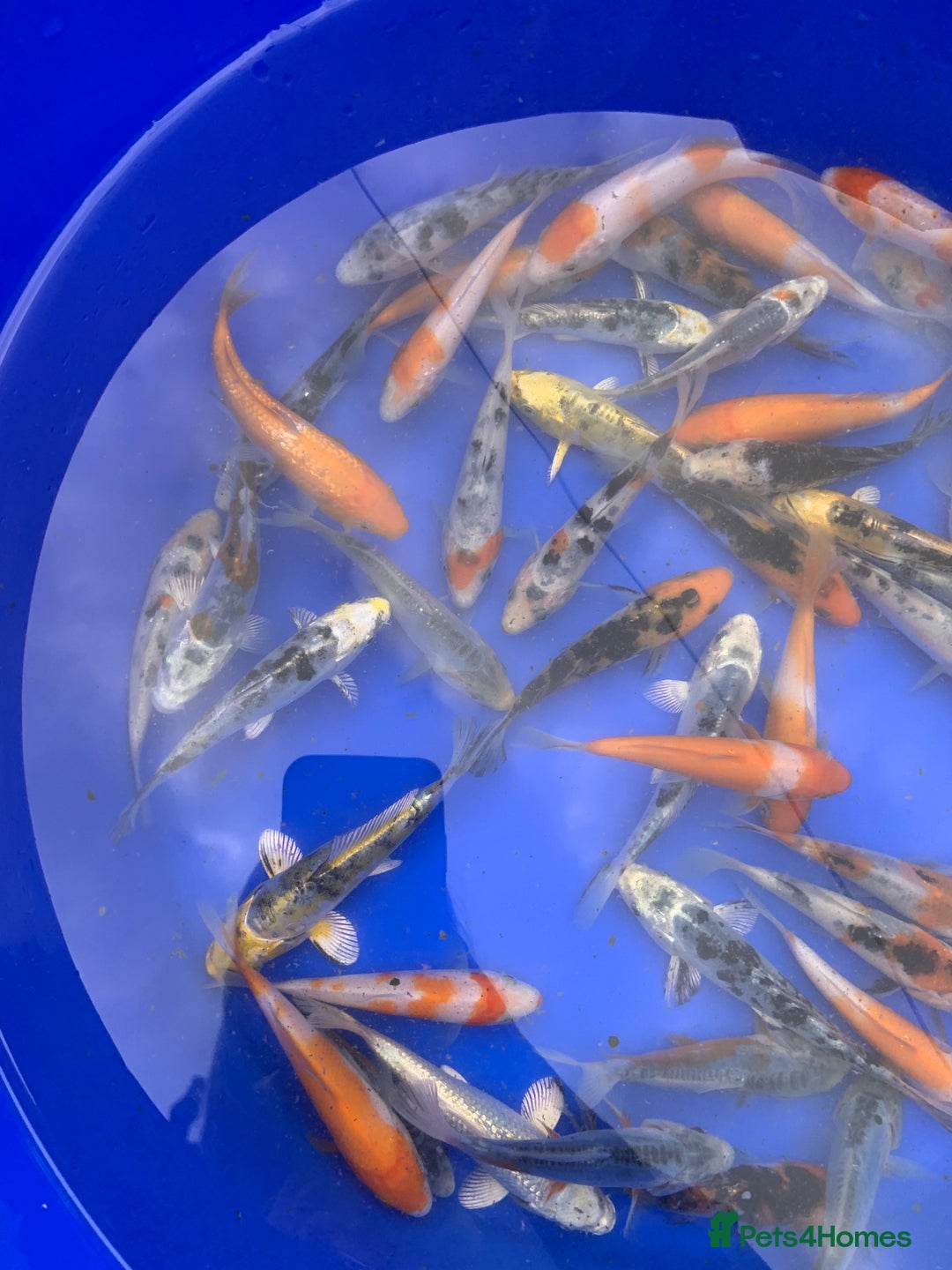 Koi Carp fish for sale: Koi Carp  - Image 6