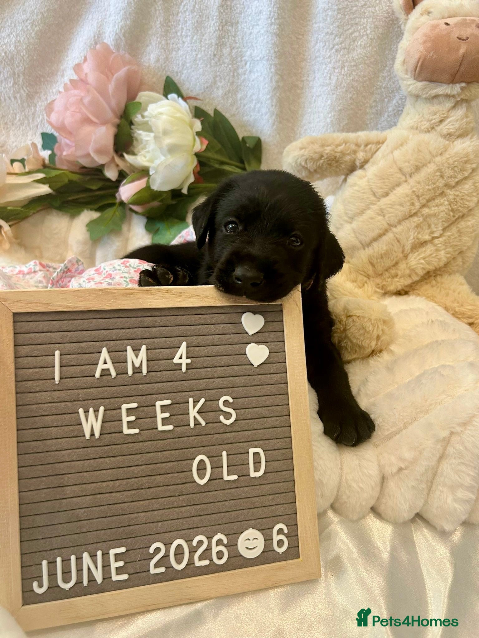 Labrador Retriever dogs Gorgeous Black Labrador Puppies  - Advert 1