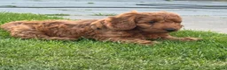 Cockapoo dogs for sale: READY NOW STUNNING CURLY CHOCOLATE MALE - Advert 14
