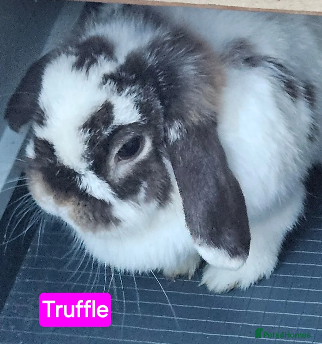 Mini Lop rabbits for sale: Mini lop female age 1 rescue  - Advert 1