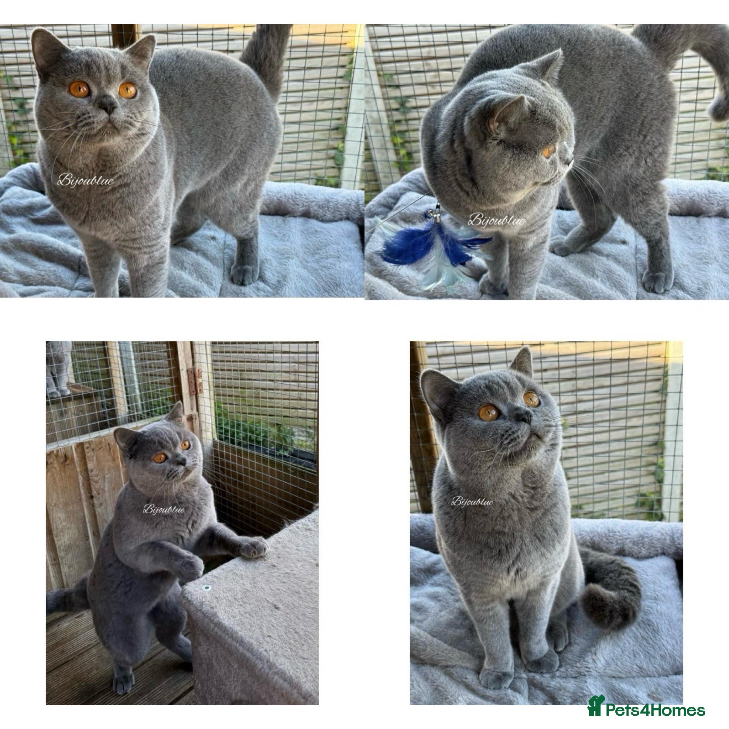 British Shorthair cats Exclusive Import • World-Class Type - Advert 13