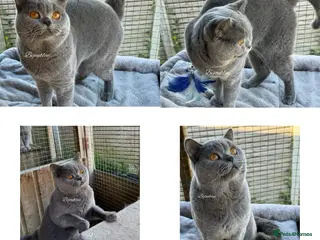 British Shorthair cats Exclusive Import • World-Class Type - Advert 13