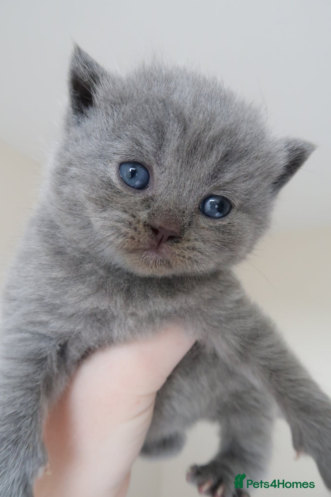 British Shorthair cats for sale: 2 left -GCCF Registered British Shorthair Kittens  - Advert 22