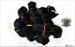 German Shepherd dogs for sale: BLACK LONGHAIRED GSD PUPPIES KC REGISTERED in Manchester - Image 8