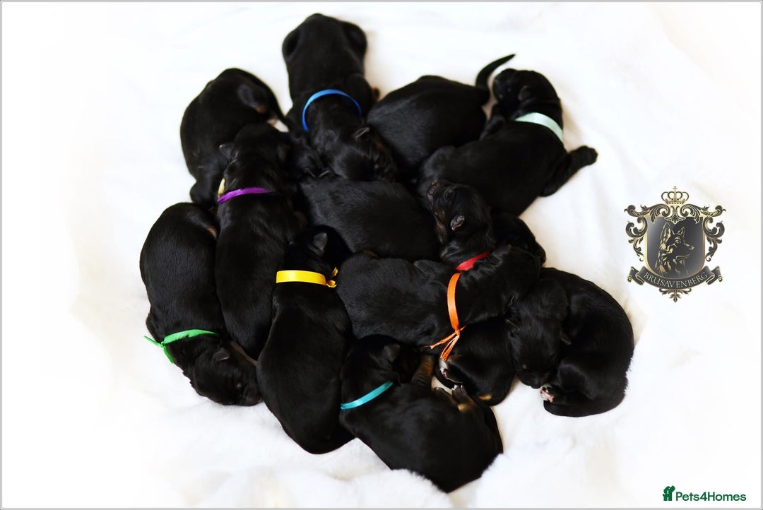 German Shepherd dogs for sale: BLACK LONGHAIRED GSD PUPPIES KC REGISTERED in Manchester - Image 8