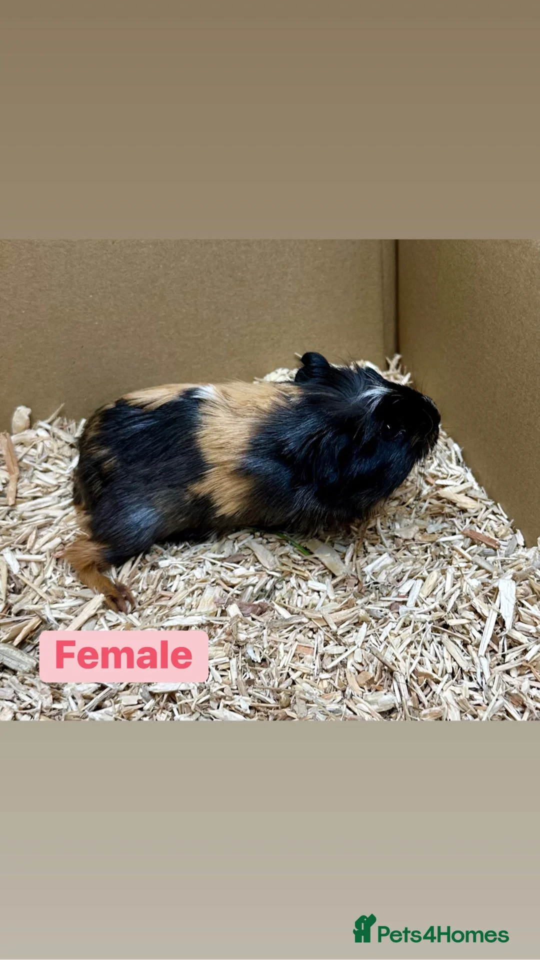 Guinea Pig rodents for sale: Young guinea pigs  - Advert 14