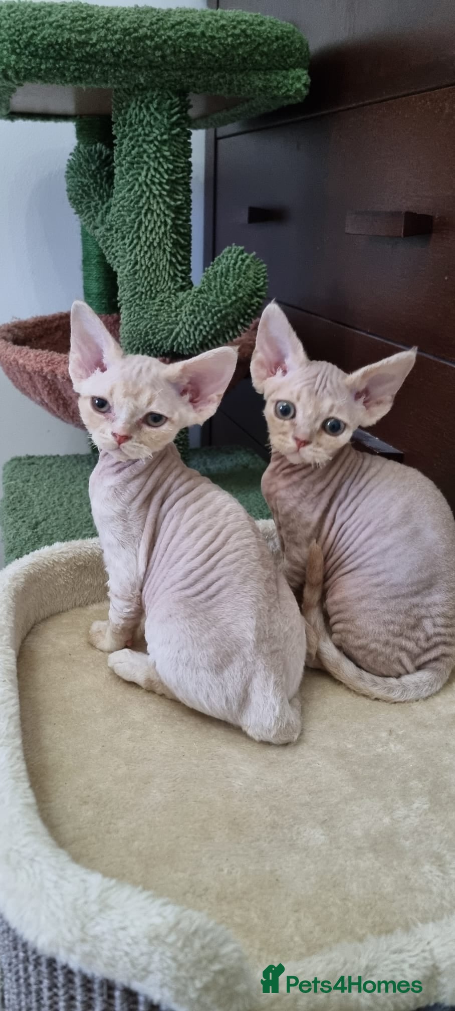 Devon Rex cats ❤️ Gorgeous Devon Rex Girls ❤️ - Advert 5