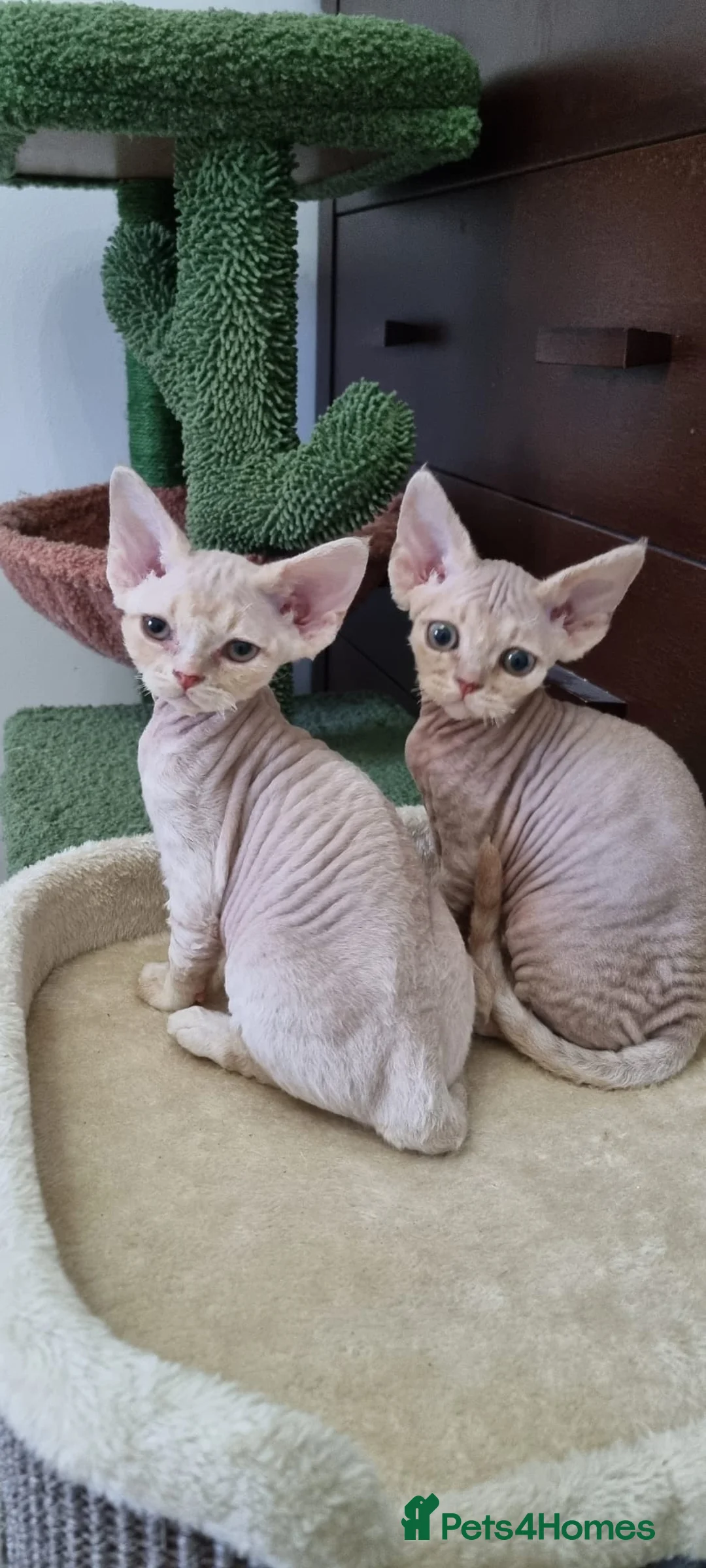 Devon Rex cats for sale: ❤️ Gorgeous Devon Rex Girls ❤️ - Advert 2