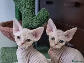 Devon Rex cats ❤️ Gorgeous Devon Rex Girls ❤️ - Advert 5