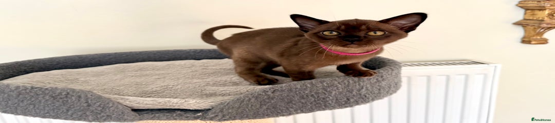 Burmese Kitten 5 Pink 