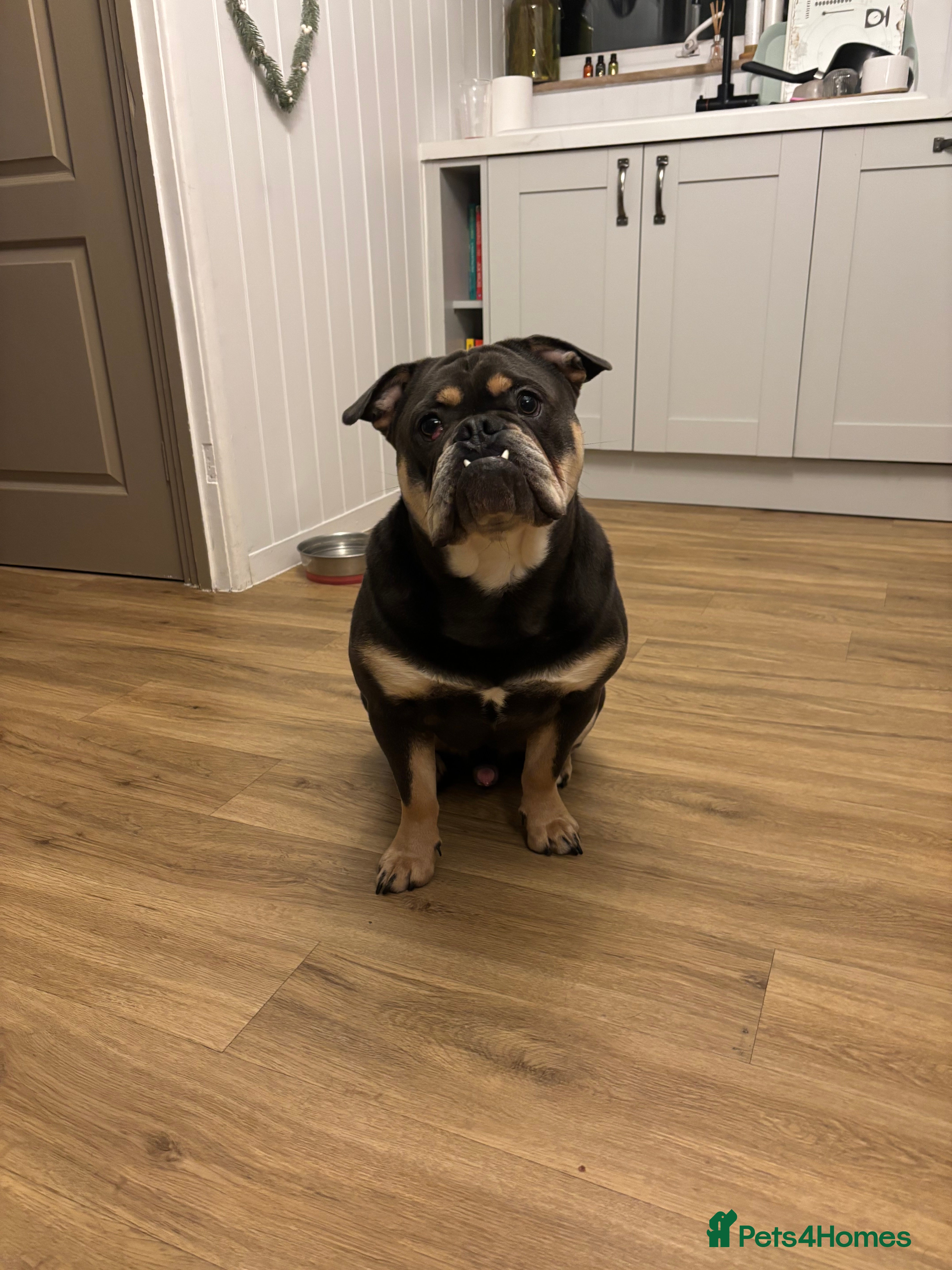 Mixed Breed dogs 1 year old Frenchie x English Bulldog - Advert 1