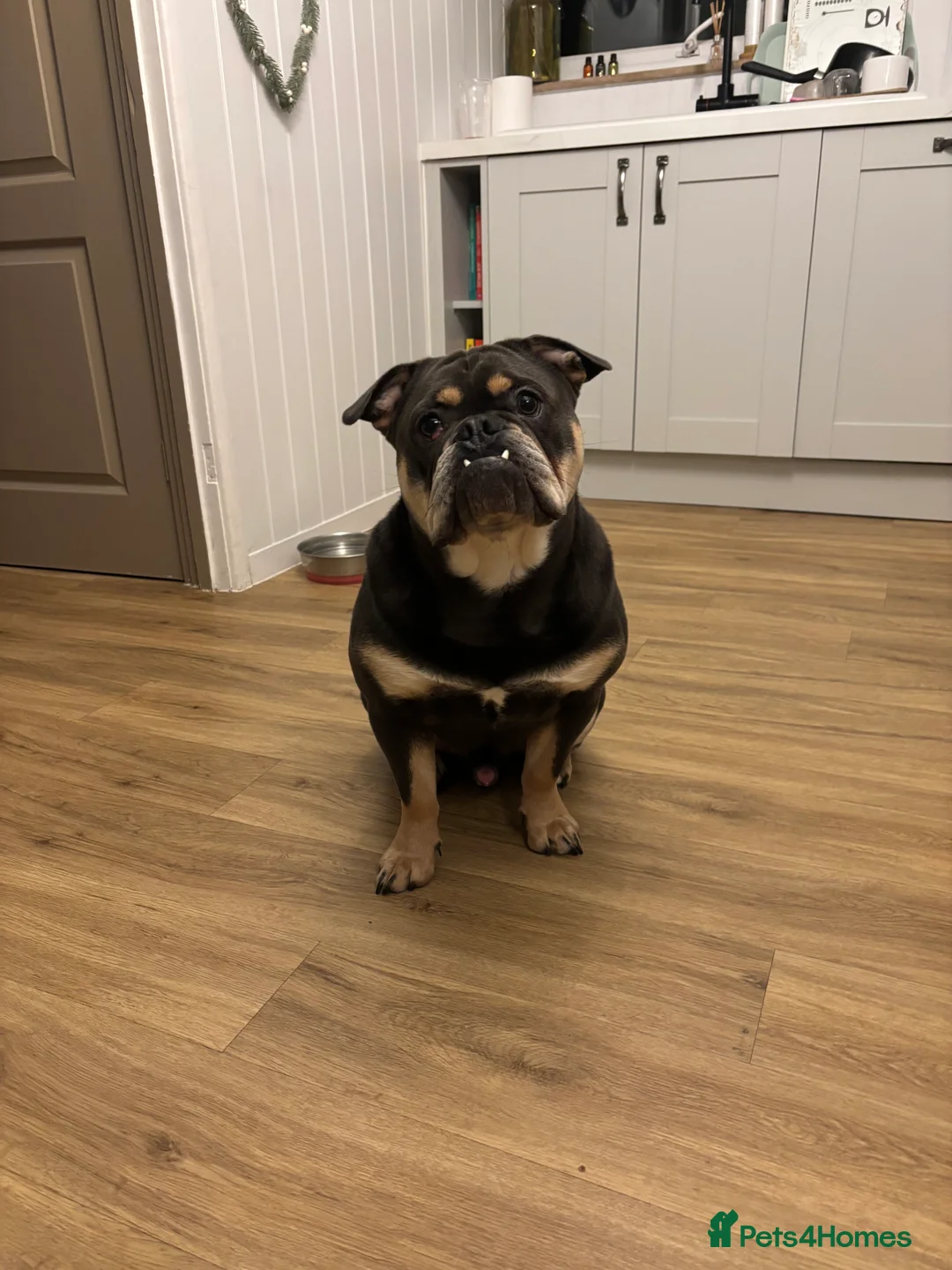 Mixed Breed dogs for sale: 1 year old Frenchie x English Bulldog - Advert 1