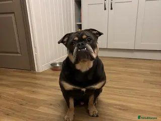 Mixed Breed dogs 1 year old Frenchie x English Bulldog - Advert 1