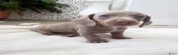 Dachshund dogs for sale: Standard Dachshund Puppies - Advert 10
