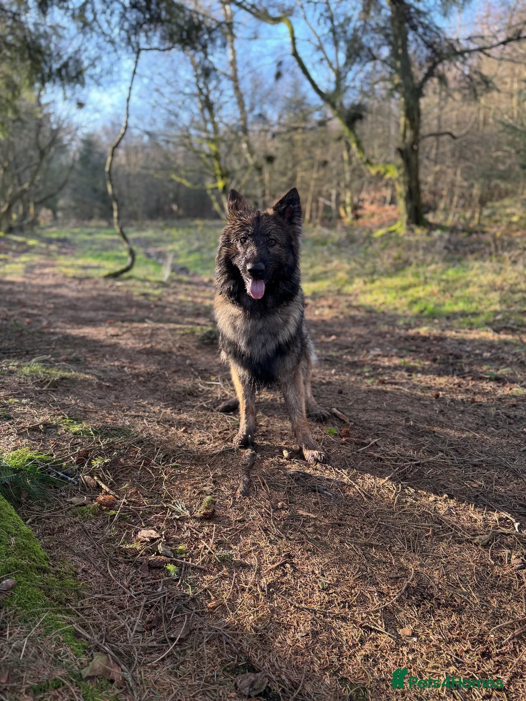 German Shepherd dogs for stud: FOR STUD (PROVEN)  in Doncaster - Advert 7