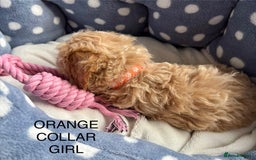 Cavachon dogs for sale: Super friendly, Litter trained Cavapoochon’s - Image 10