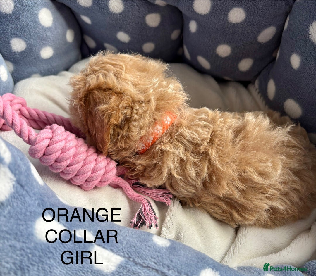 Cavachon dogs for sale: Super friendly, Litter trained Cavapoochon’s - Image 10