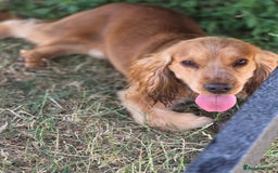 Cocker Spaniel dogs for stud: Stunning  Cocker Spaniel for stud in Northwood - Image 9