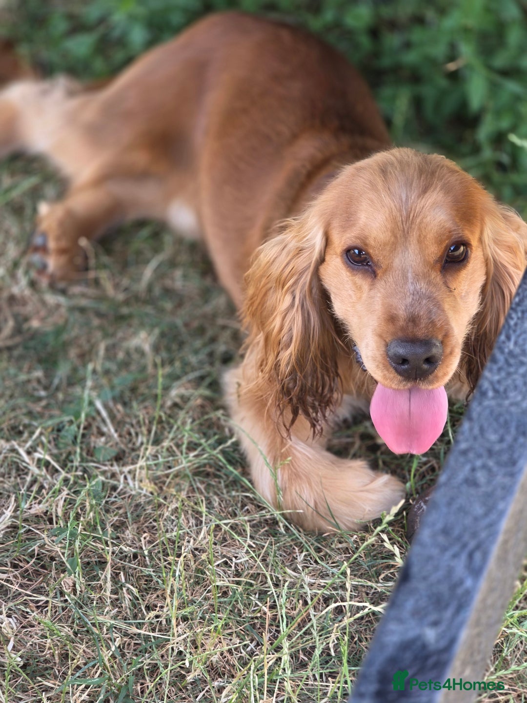 Cocker Spaniel dogs for stud: Stunning  Cocker Spaniel for stud in Northwood - Image 9