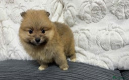 Pomeranian dogs for sale: ✨ Fluffy Pomeranian Puppies – Ready in October! - Image 3