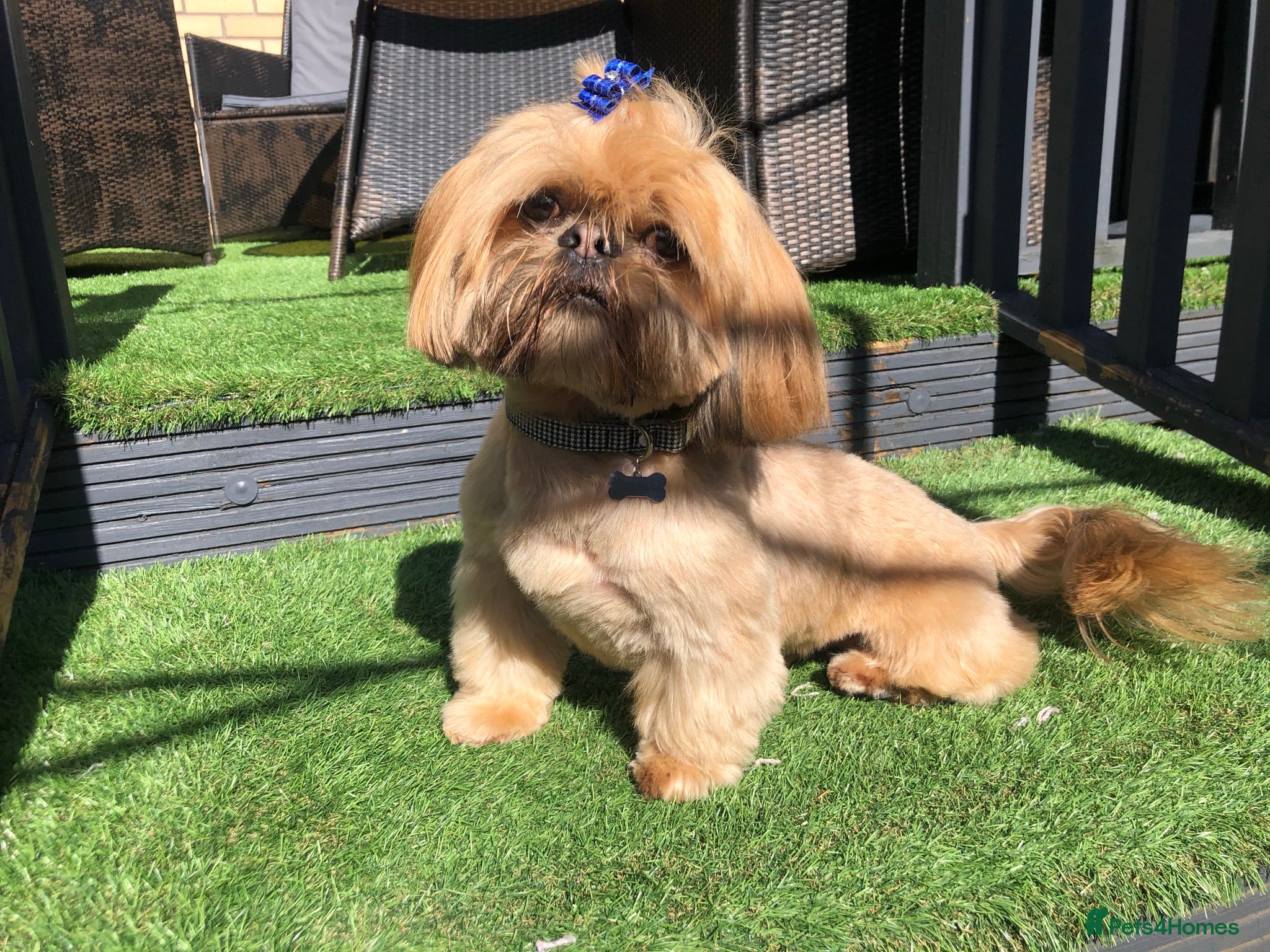 Shih Tzu dogs for stud: Shih tzu stud not for sale  in Glasgow - Advert 4
