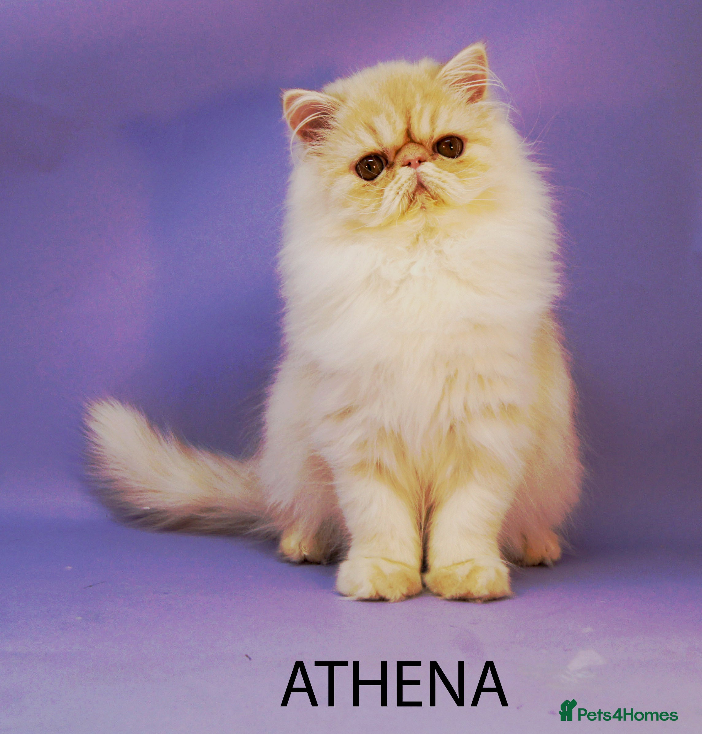 Persian cats 👑 Exceptional GCCF Show Quality Persian Females - Advert 4