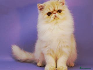 Persian cats 👑 Exceptional GCCF Show Quality Persian Females - Advert 3