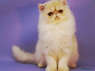 Persian cats GCCF Active Register Persian Female – Show Quality - Advert 6
