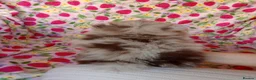 Pomeranian dogs for sale: FEMALE Chocolate Pomeranian READY TO LEAVE  - Advert 8