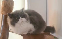 British Longhair cats for sale: Tica registered British Longhair Lady Rehome - Image 14
