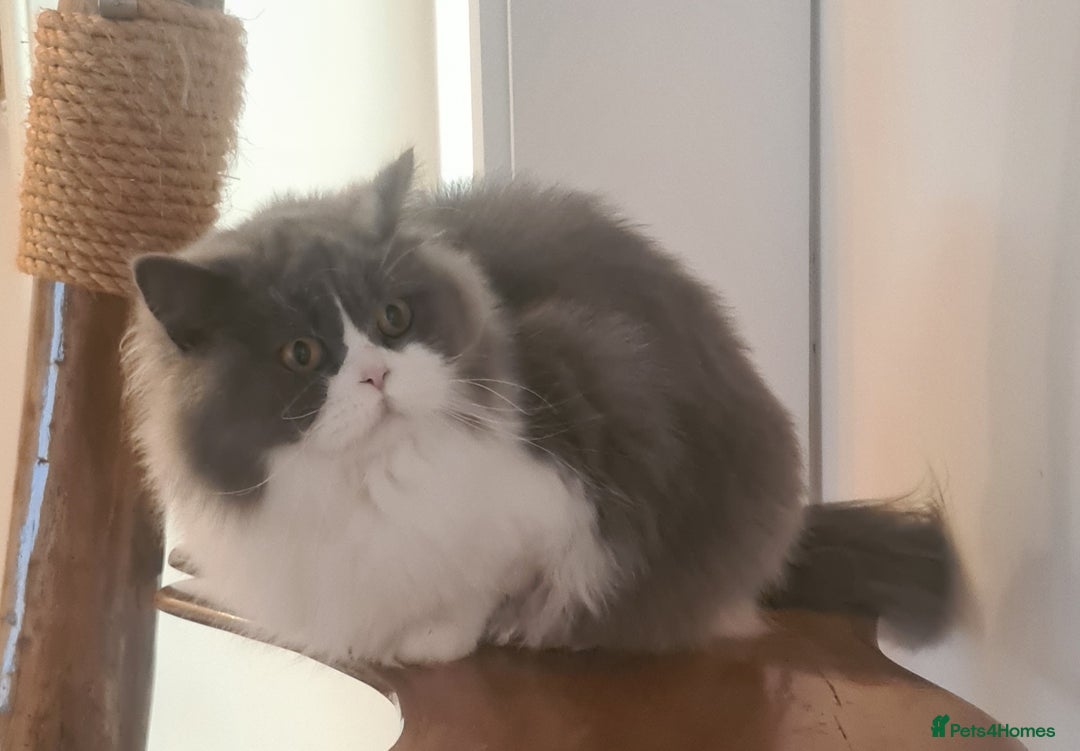 British Longhair cats for sale: Tica registered British Longhair Lady Rehome - Image 14