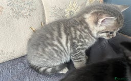 Egyptian Mau cats for sale: Egyptian mau x - Image 20